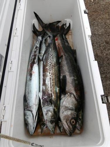 ファイヤードルフィン 釣果