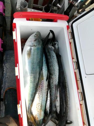 ファイヤードルフィン 釣果