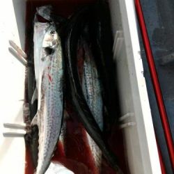 ファイヤードルフィン 釣果