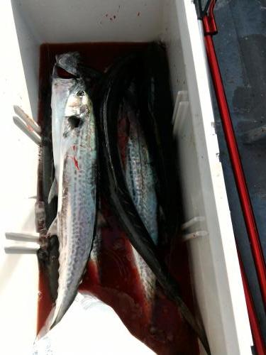 ファイヤードルフィン 釣果