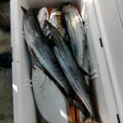 ファイヤードルフィン 釣果