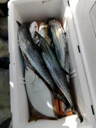 ファイヤードルフィン 釣果