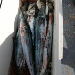 ファイヤードルフィン 釣果