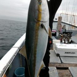 ファイヤードルフィン 釣果