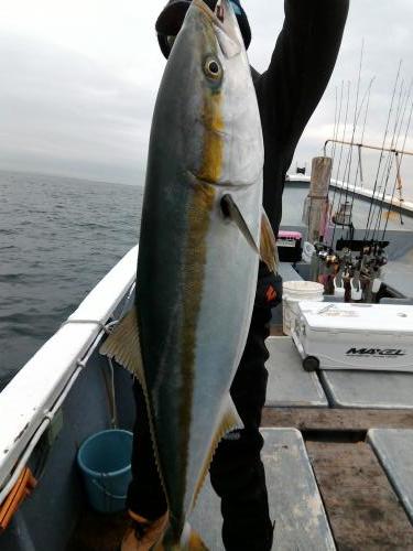 ファイヤードルフィン 釣果