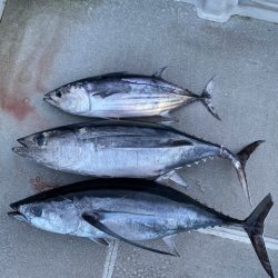 へいみつ丸 釣果