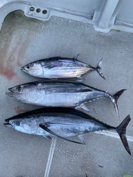 へいみつ丸 釣果