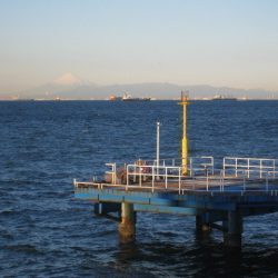 オリジナルメーカー海づり公園(市原市海づり施設) 釣果