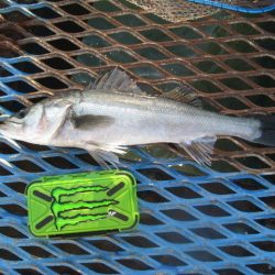 オリジナルメーカー海づり公園(市原市海づり施設) 釣果