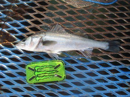 オリジナルメーカー海づり公園(市原市海づり…