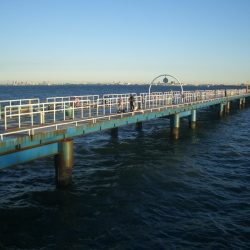 オリジナルメーカー海づり公園(市原市海づり施設) 釣果