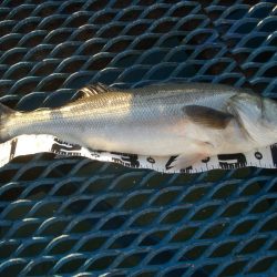 オリジナルメーカー海づり公園(市原市海づり施設) 釣果