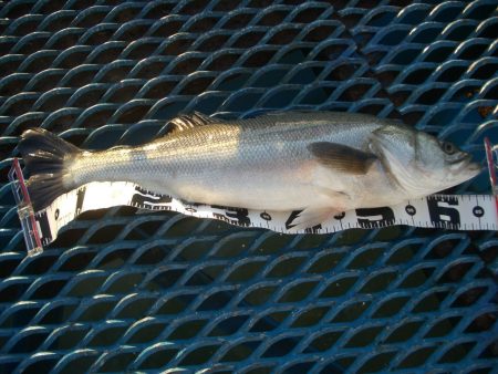 オリジナルメーカー海づり公園(市原市海づり…