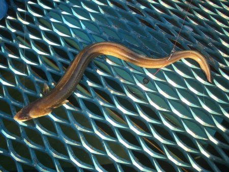 オリジナルメーカー海づり公園(市原市海づり施設) 釣果