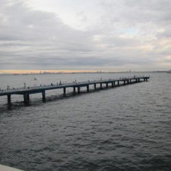 オリジナルメーカー海づり公園(市原市海づり施設) 釣果