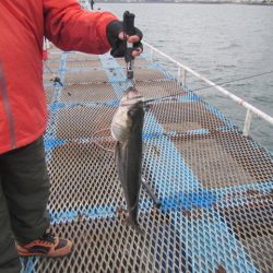 オリジナルメーカー海づり公園(市原市海づり施設) 釣果
