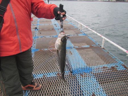 オリジナルメーカー海づり公園(市原市海づり…