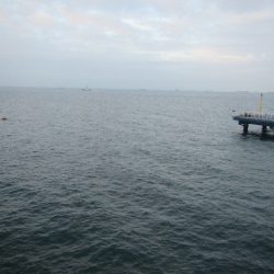 オリジナルメーカー海づり公園(市原市海づり施設) 釣果