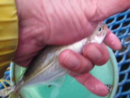 オリジナルメーカー海づり公園(市原市海づり施設) 釣果