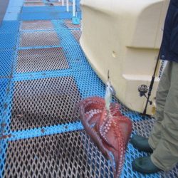 オリジナルメーカー海づり公園(市原市海づり施設) 釣果