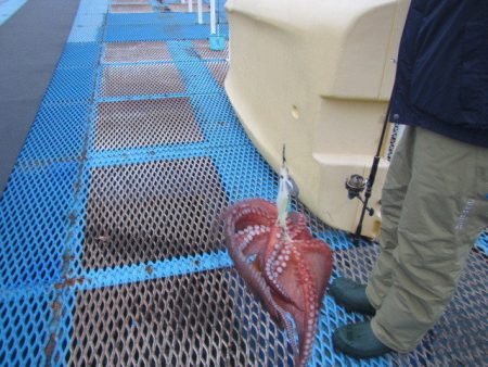 オリジナルメーカー海づり公園(市原市海づり施設) 釣果