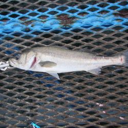 オリジナルメーカー海づり公園(市原市海づり施設) 釣果