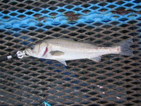 オリジナルメーカー海づり公園(市原市海づり…