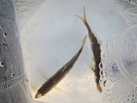 オリジナルメーカー海づり公園(市原市海づり…