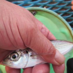 オリジナルメーカー海づり公園(市原市海づり施設) 釣果