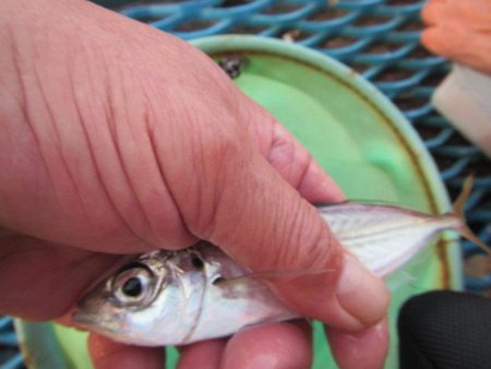 オリジナルメーカー海づり公園(市原市海づり施設) 釣果