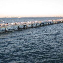 オリジナルメーカー海づり公園(市原市海づり施設) 釣果