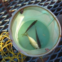 オリジナルメーカー海づり公園(市原市海づり施設) 釣果