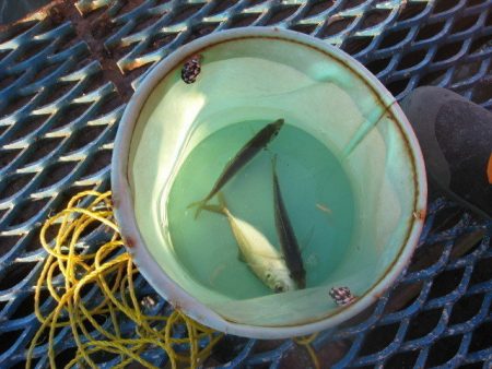 オリジナルメーカー海づり公園(市原市海づり施設) 釣果