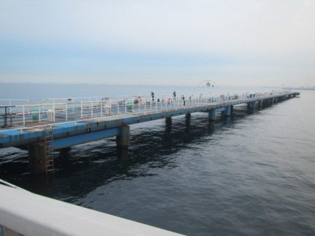 オリジナルメーカー海づり公園(市原市海づり施設) 釣果