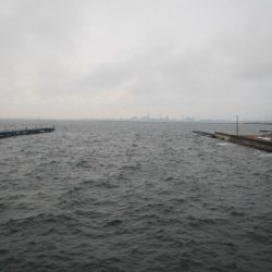 オリジナルメーカー海づり公園(市原市海づり施設) 釣果