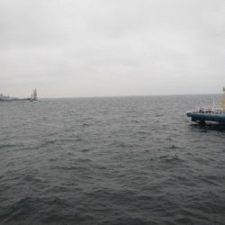 オリジナルメーカー海づり公園(市原市海づり施設) 釣果