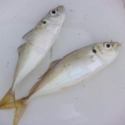 オリジナルメーカー海づり公園(市原市海づり施設) 釣果