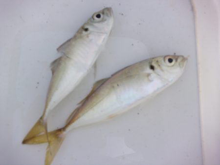 オリジナルメーカー海づり公園(市原市海づり…