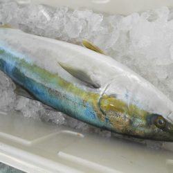 こうゆう丸 釣果