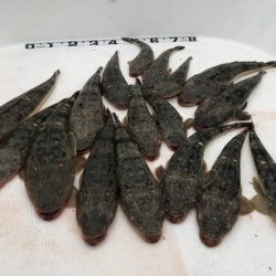 Magic（マジック） 釣果