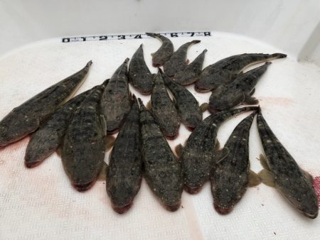 Magic（マジック） 釣果