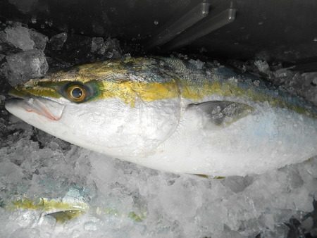 こうゆう丸 釣果