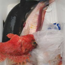 遊漁船 新鋭丸 釣果