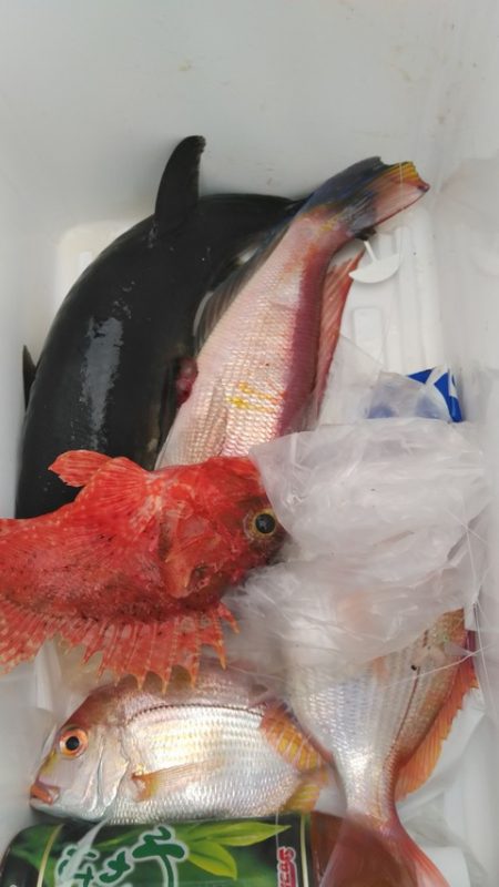 遊漁船 新鋭丸 釣果