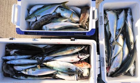 気仙沼　つり丸 釣果