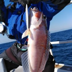 遊漁船 新鋭丸 釣果