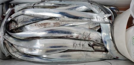 遊漁船　ニライカナイ 釣果