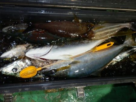 第二むつ漁丸 釣果