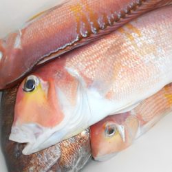 こうゆう丸 釣果