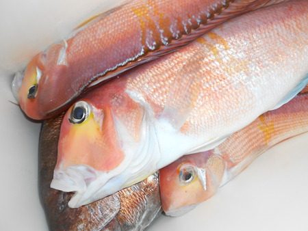 こうゆう丸 釣果